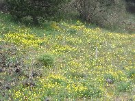 Monte_Gallo_Galvarina - 20100515 083.jpg